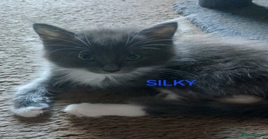 Ragdoll cats - Advert 16