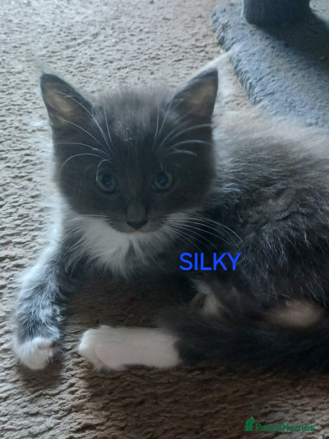 Ragdoll cats for sale: CUTE BLUE MITTED RAGDOLL KITTENS  - Image 3