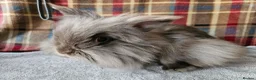 Lionhead rabbits for sale: Beautiful double mane lionhead  - Advert 4