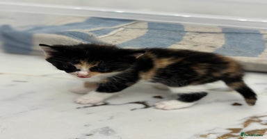 Mixed Breed cats Ragdoll x British Longhair x Moggie - Advert 3