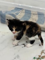 Mixed Breed cats Ragdoll x British Longhair x Moggie - Advert 3