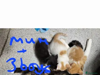 Mixed Breed cats Kittens for sale - Advert 1