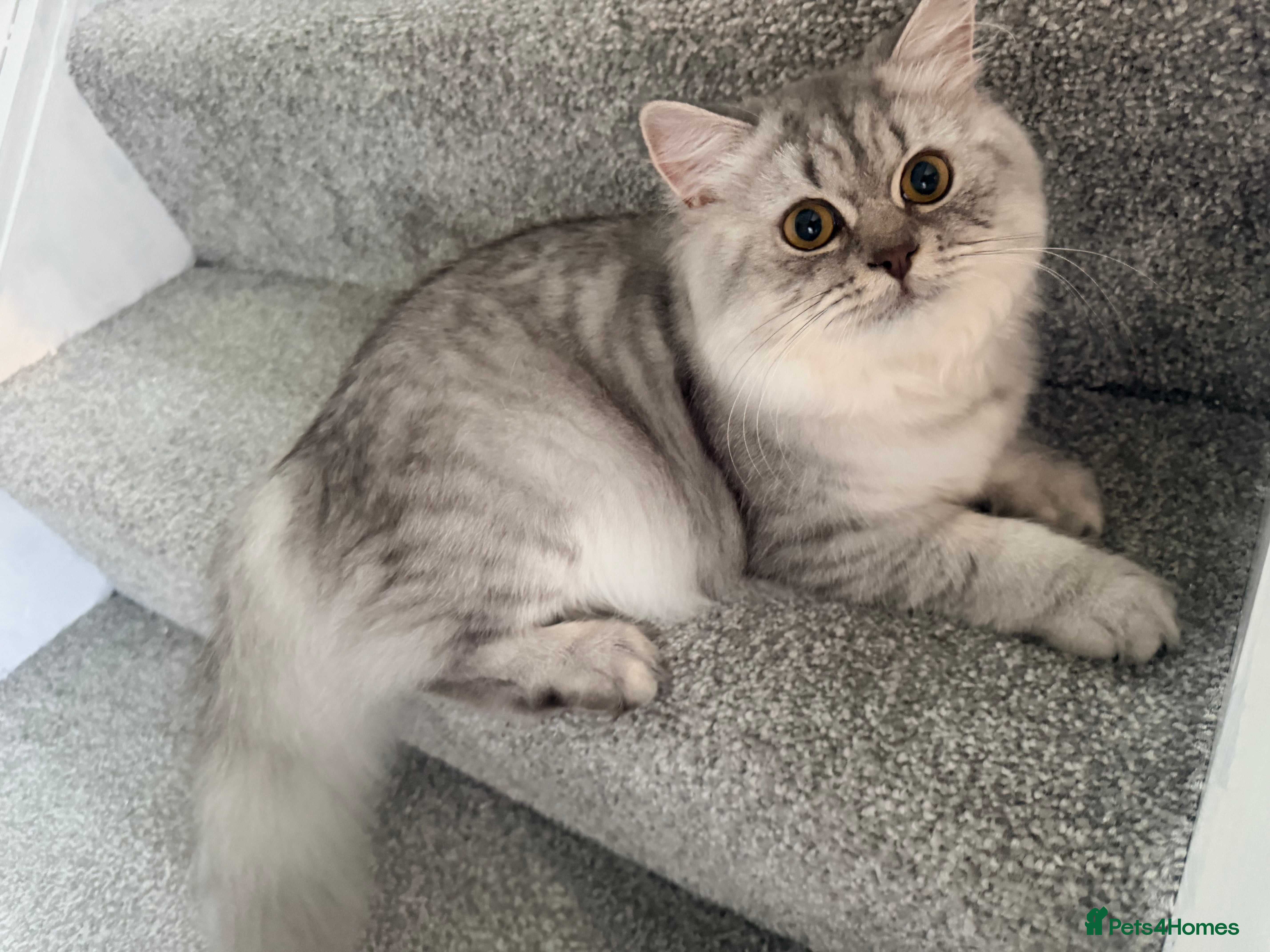 British Longhair cats British long hair in rugby - Advert 2