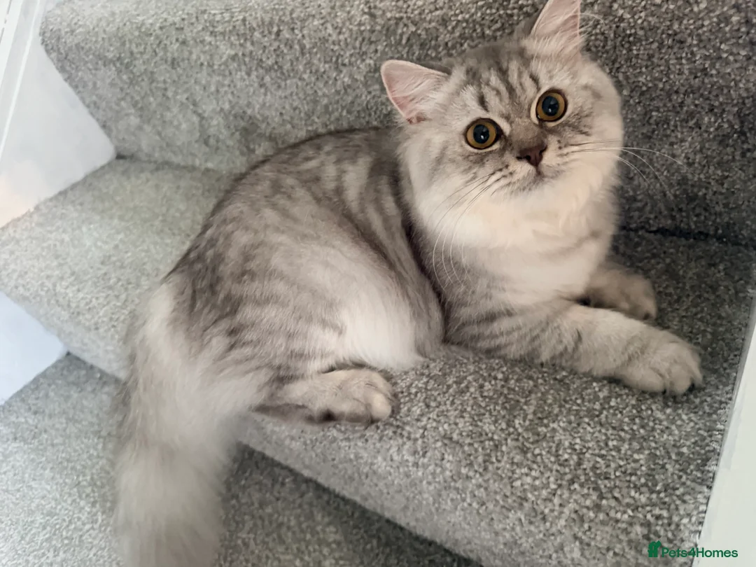 British Longhair cats for sale: British long hair in rugby - Advert 1