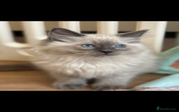 Ragdoll cats for sale: Stunning Bluepoint Pedigree Ragdoll Kittens Ready - Advert 9