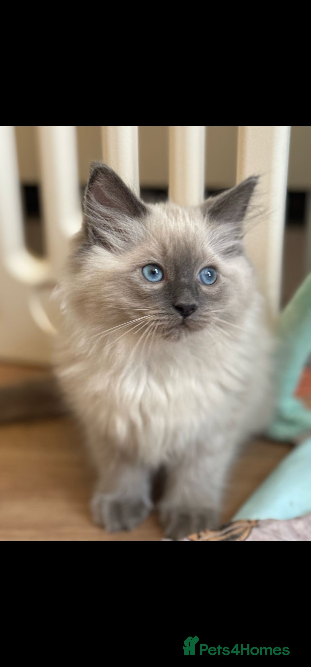 Ragdoll cats for sale: Stunning Bluepoint Pedigree Ragdoll Kittens Ready - Advert 9