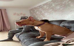 Old Tyme Bulldog dogs for sale: Old tyme bulldog  - Image 1
