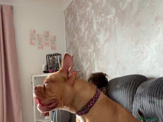 Old Tyme Bulldog dogs - Advert 3