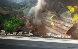 Python Snake reptiles for sale: 2 x royal ball python’s with set up  - Image 11