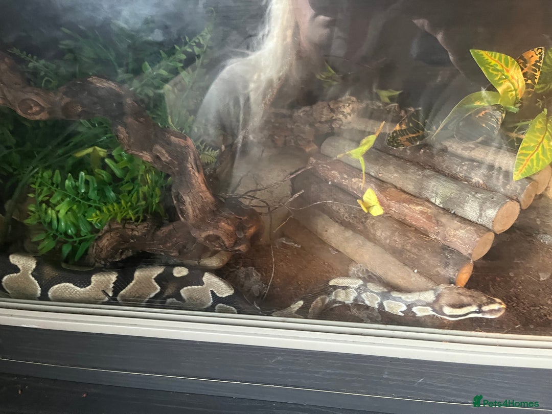 Python Snake reptiles for sale: 2 x royal ball python’s with set up  - Image 11