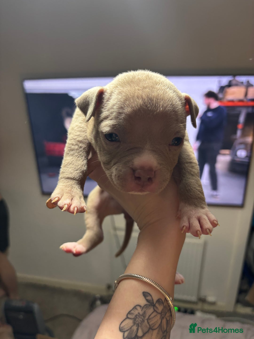American Bully dogs for sale: Pocket Bully Puppies - Advert 30
