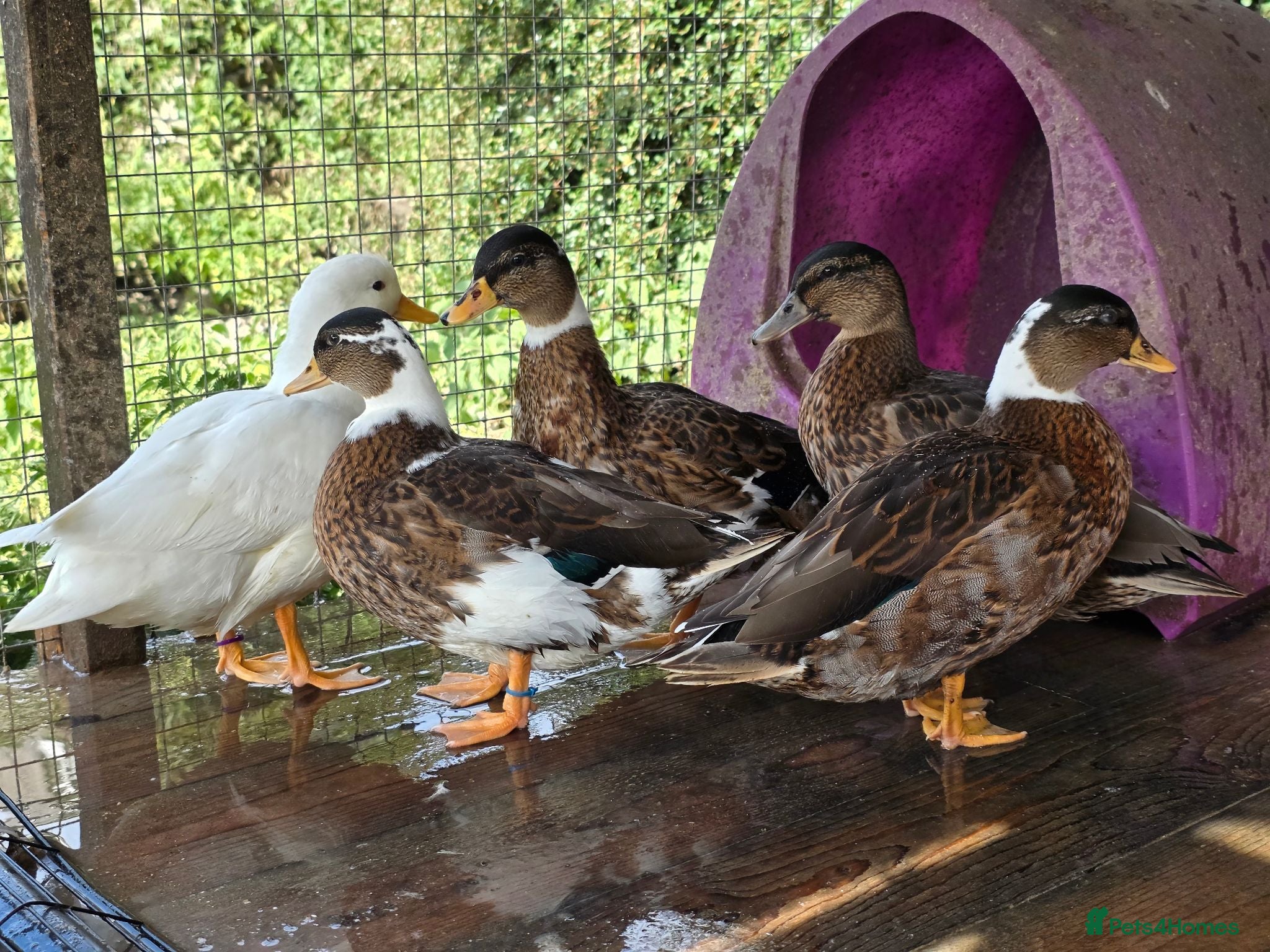 Ducks poultry Male call ducks  - Advert 1
