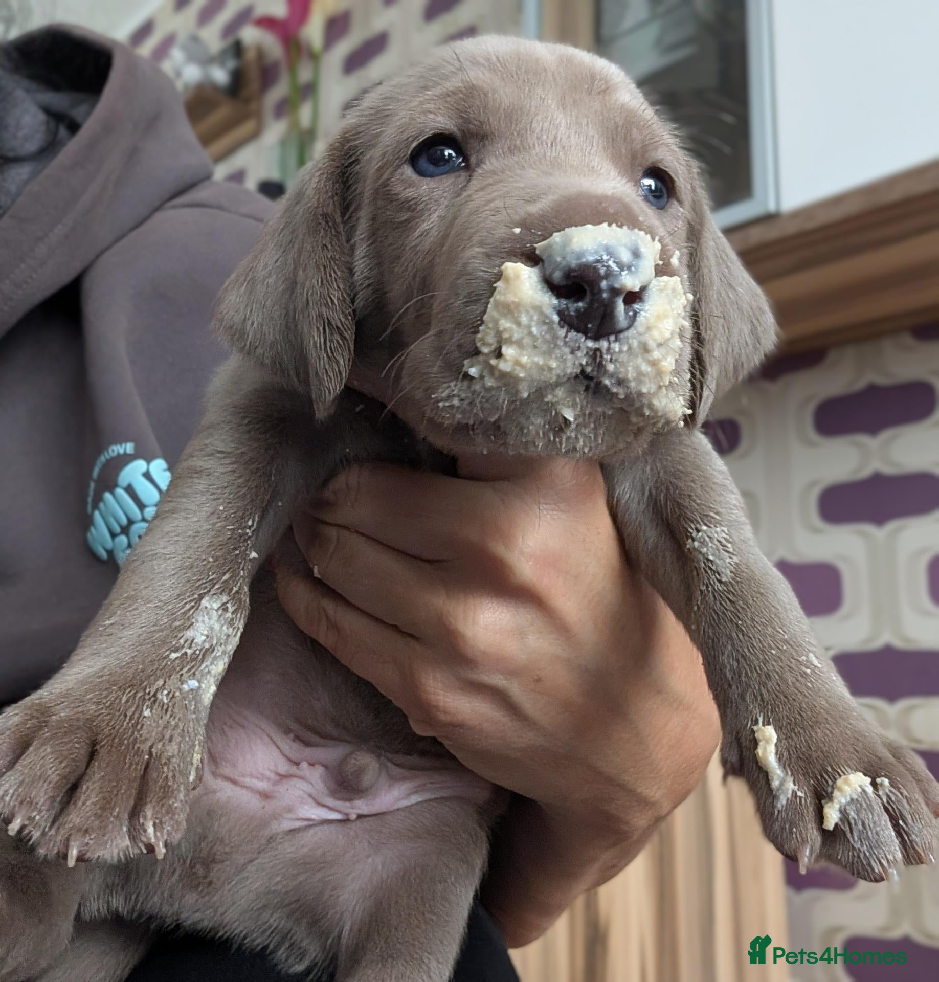 Weimaraner dogs KC reg amazing quality Weimaraner pups - Advert 2