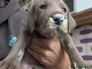 Weimaraner dogs KC reg amazing quality Weimaraner pups - Advert 2