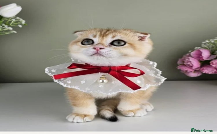 Scottish Fold cats - Advert 4