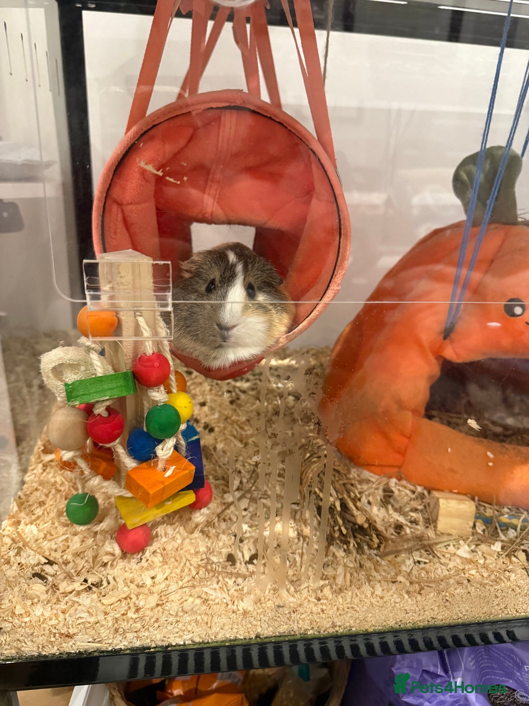 Guinea Pig rodents for sale: 2 Lovely Guinea Pigs Looking for a New Home 🐹🐹 - Image 6