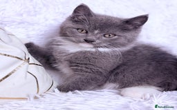 Mixed Breed cats for sale: Ragdoll X  British shorthair  - Image 16