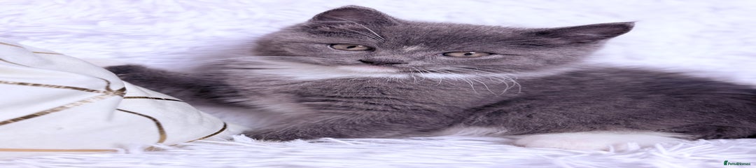 Mixed Breed Kitten 1