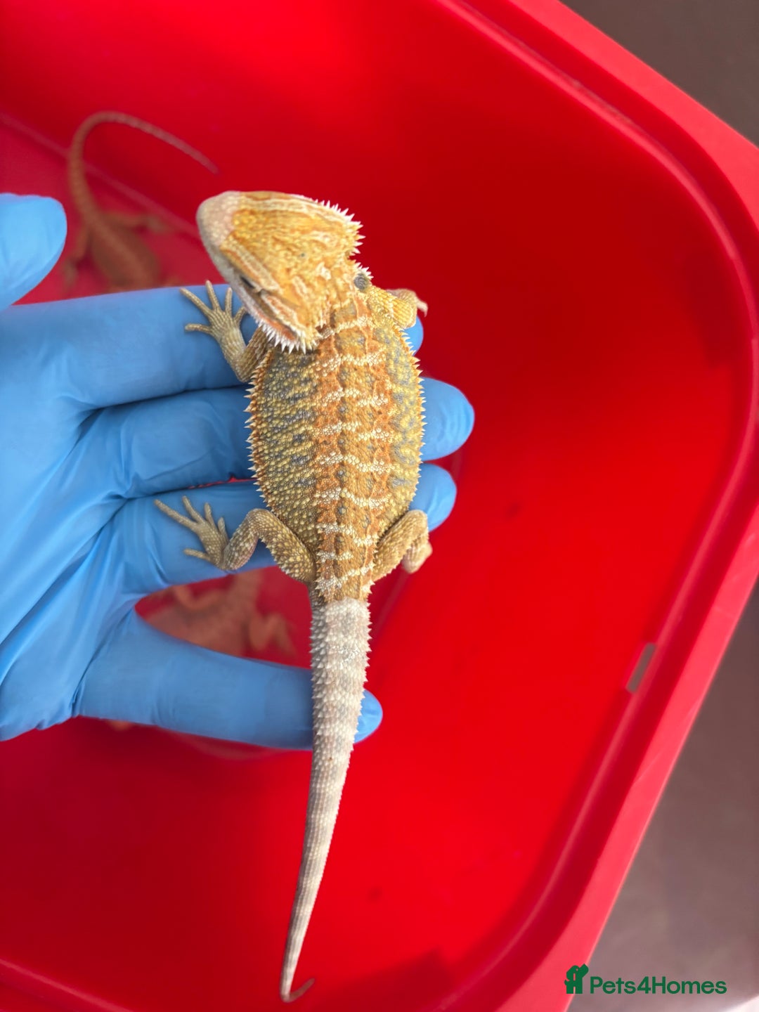 Bearded Dragon reptiles for sale: Baby bearded dragons  - Image 8