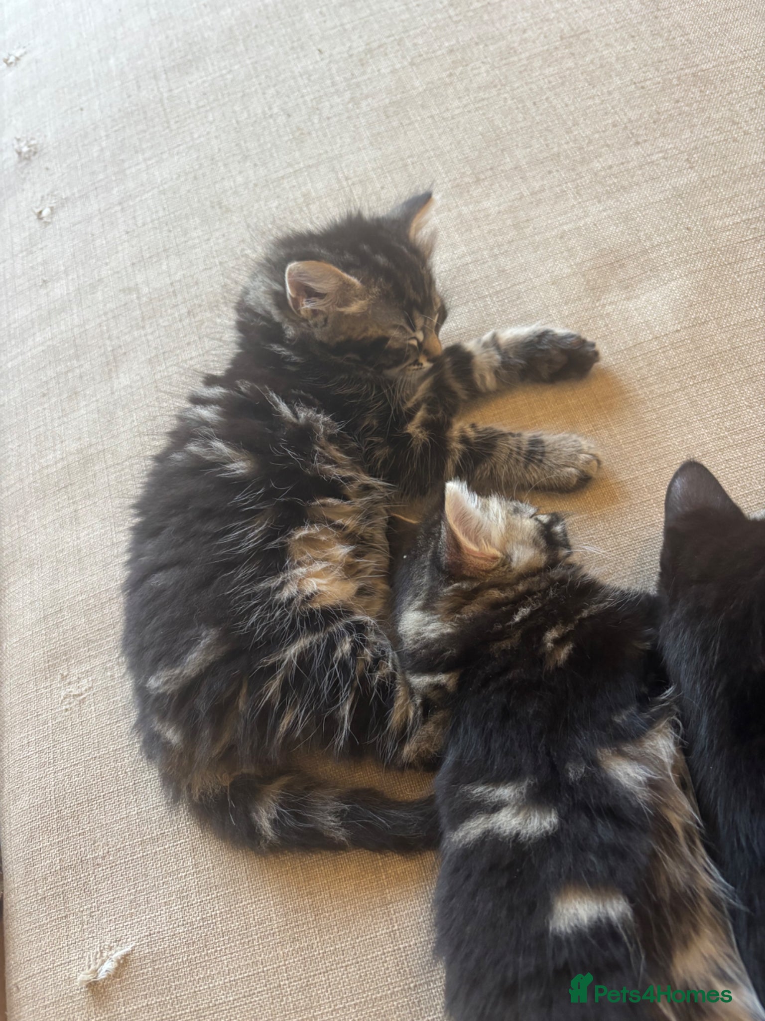 Domestic Shorthair cats for sale: 3 Kittens Looking For Forever Homes in Leiston - Advert 3