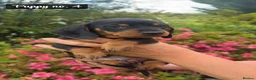 Miniature Dachshund dogs for sale: 🐾 Beautiful Mini Dachshund Puppies 🐾 - Advert 12