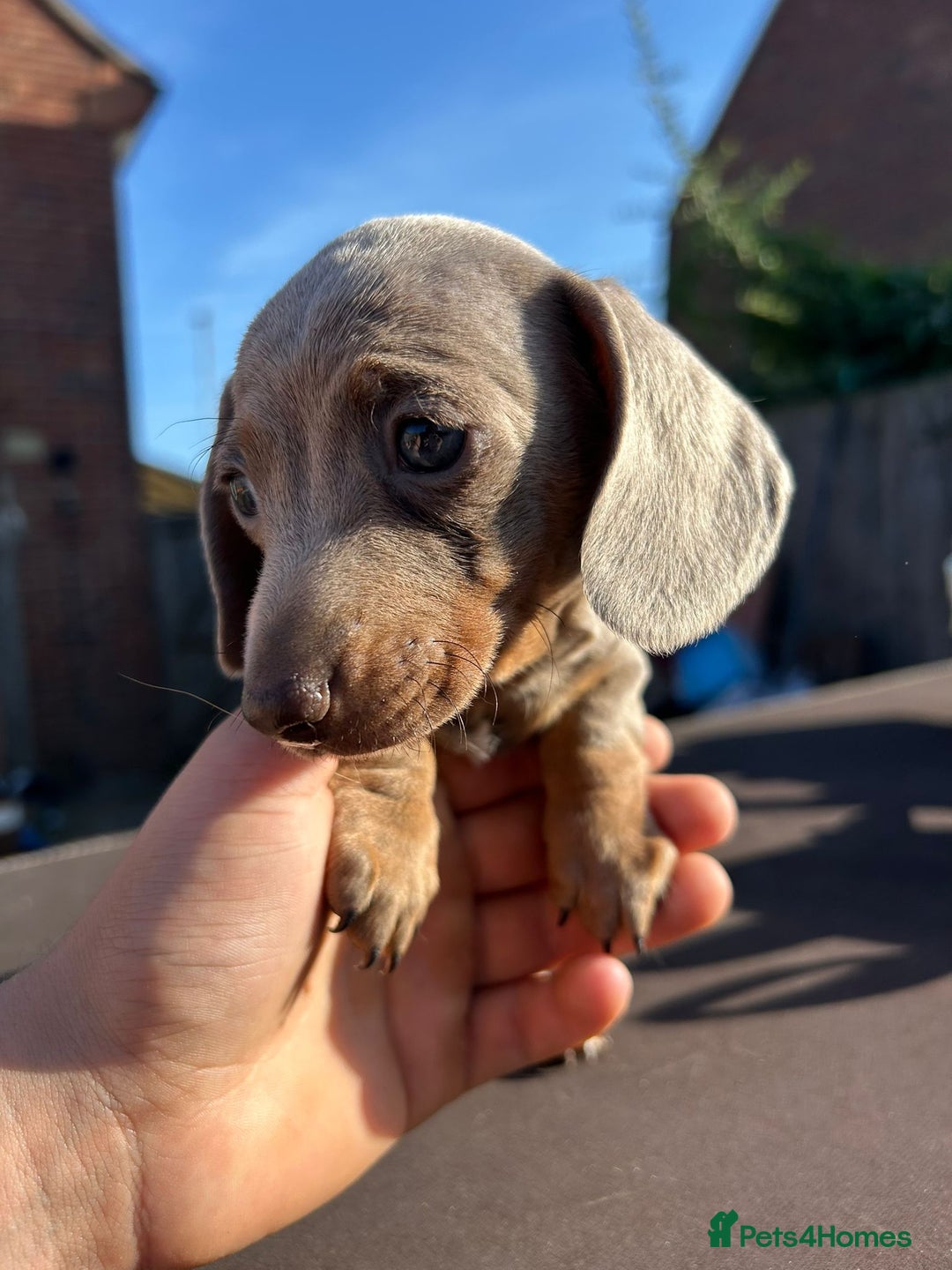 Miniature Dachshund dogs for sale: Miniature dachshund boys - Image 5