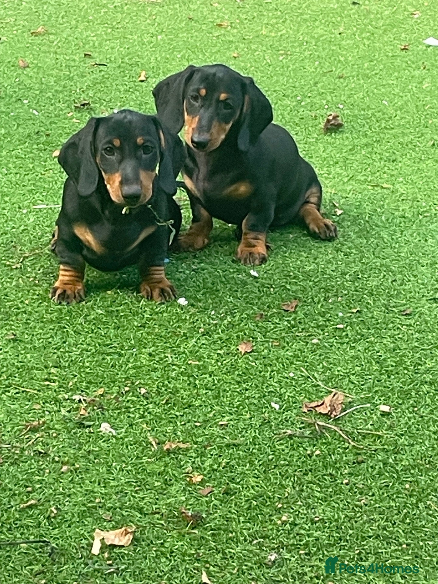 Dachshund dogs 4 left! Dachshund Puppies  - Advert 8
