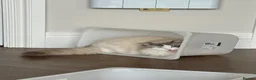 Ragdoll cats for sale: Adorable ragdoll for sale - Advert 7