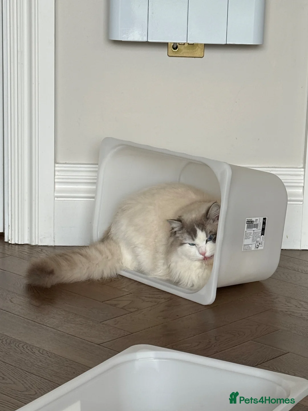 Ragdoll cats for sale: Adorable ragdoll for sale - Advert 7