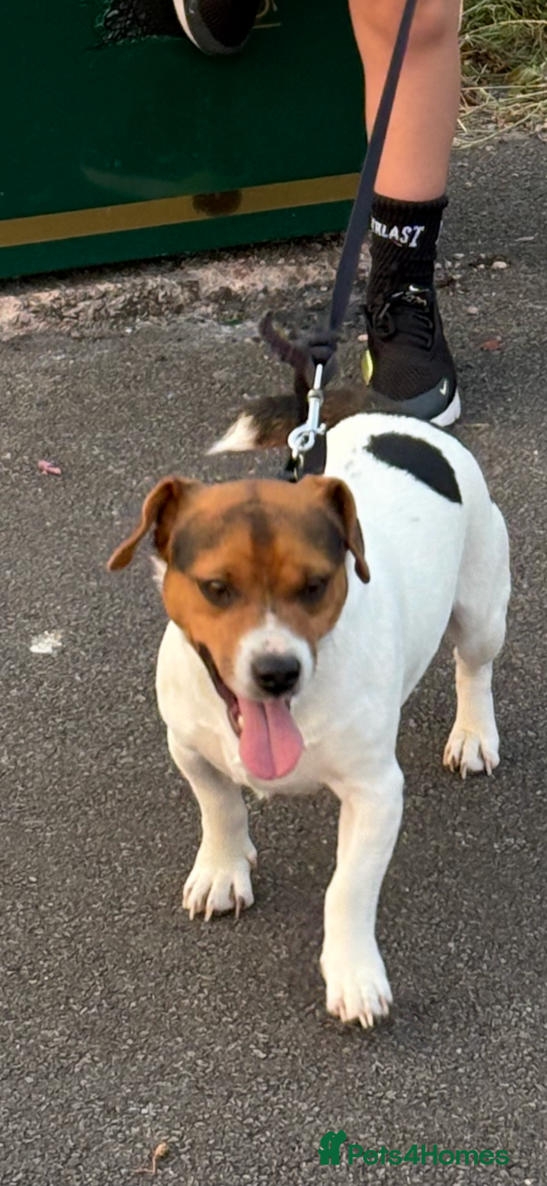 Jack Russell dogs for sale: Jack Russell puppies for sale - Advert 2