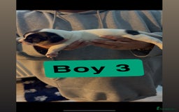 Jack Russell dogs for sale: Jack Russell puppy’s  - Image 11