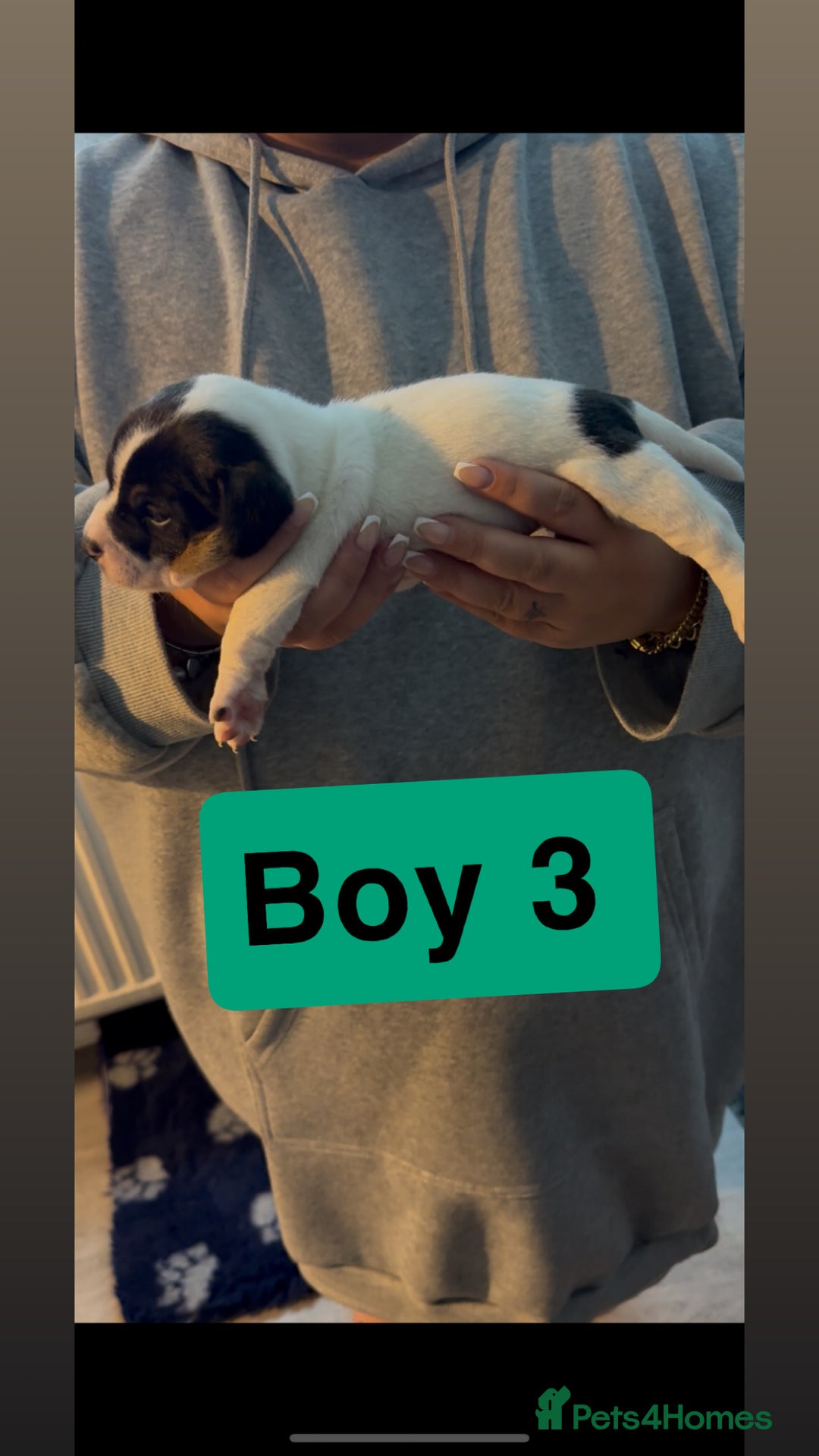 Jack Russell dogs for sale: Jack Russell puppy’s  - Image 11