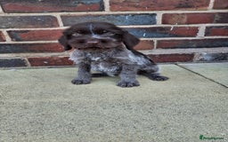 German Wirehaired Pointer dogs for sale: Quality male German wirehaired pointers ready now! - Image 16