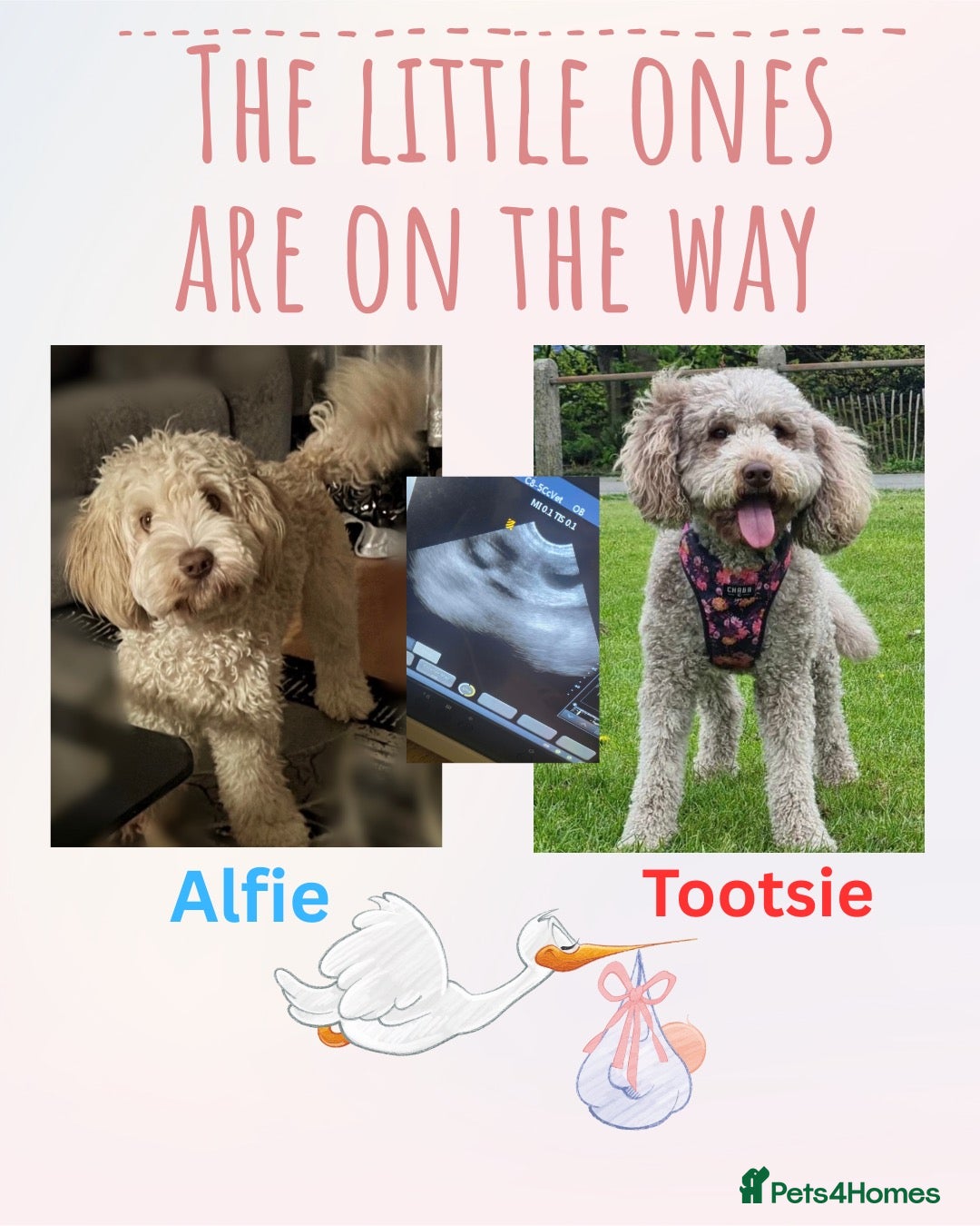 Australian Labradoodle dogs     🐾 Adorable Australian Labradoodle Puppies  - Advert 1