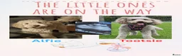 Australian Labradoodle dogs for sale:     🐾 Adorable Australian Labradoodle Puppies  - Advert 1
