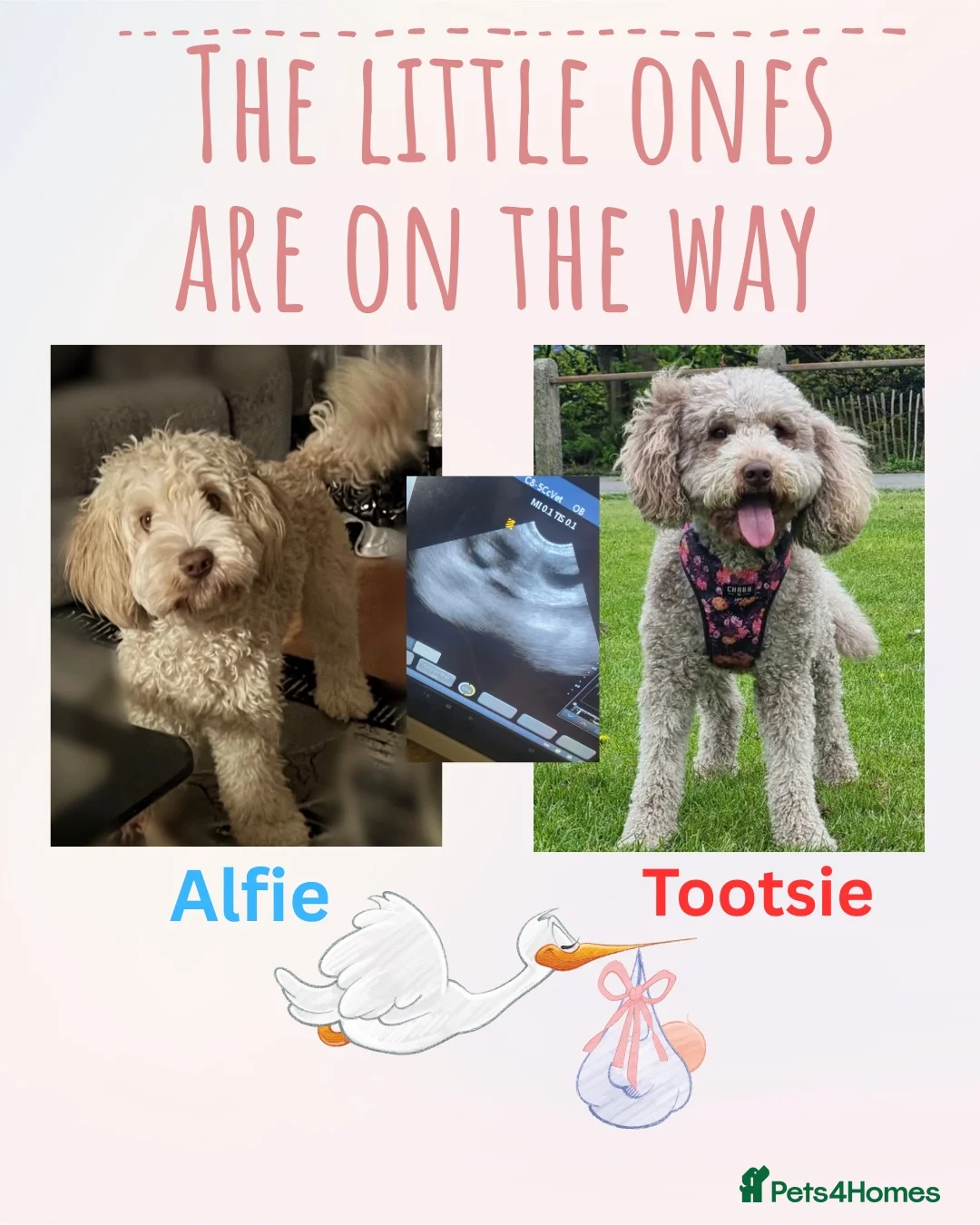 Australian Labradoodle dogs for sale:     🐾 Adorable Australian Labradoodle Puppies  - Advert 1