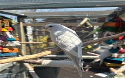 Budgerigars birds for sale: Mixed budgies and young cockatiel - Image 3