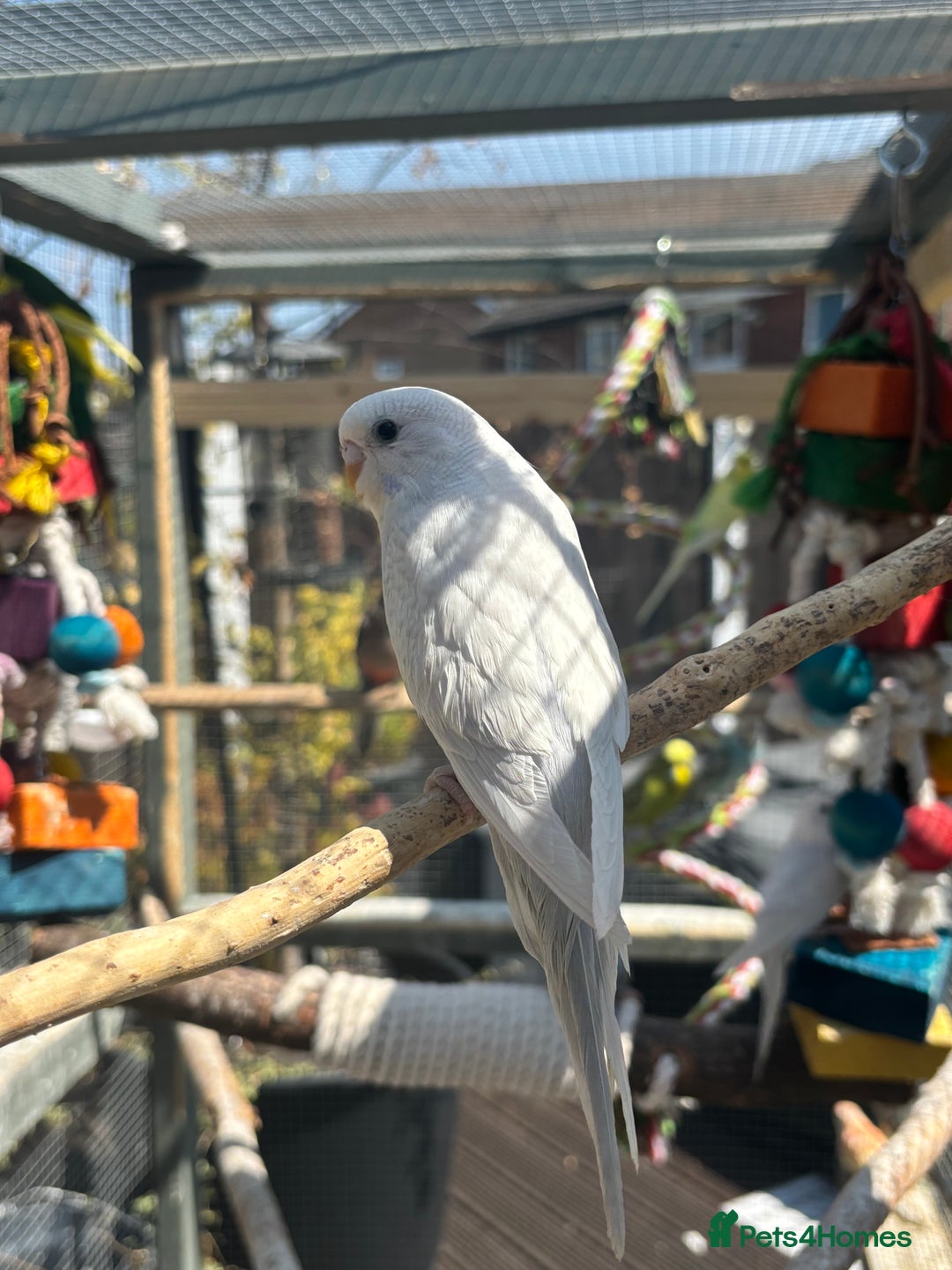 Budgerigars birds for sale: Mixed budgies and young cockatiel - Image 3