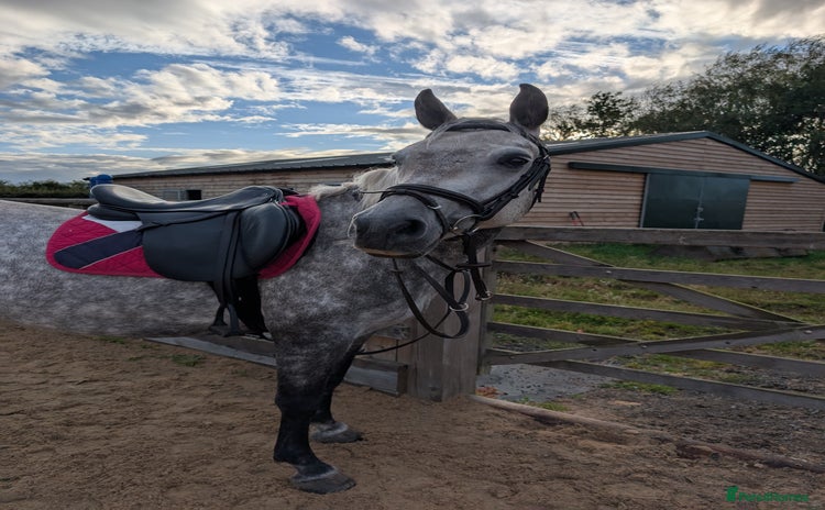 Connemara horses - Advert 1