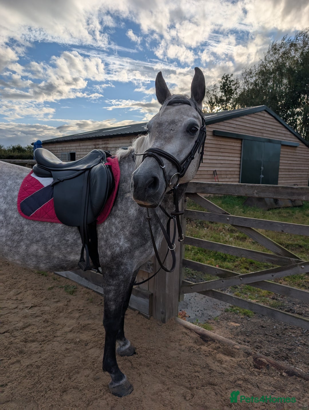 Connemara horses for sale: Dora 6yo Connie  - Image 1