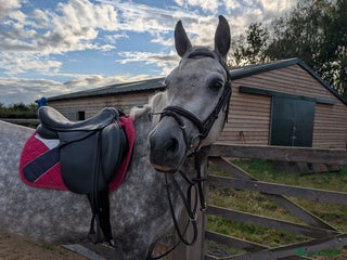 Connemara horses - Advert 2