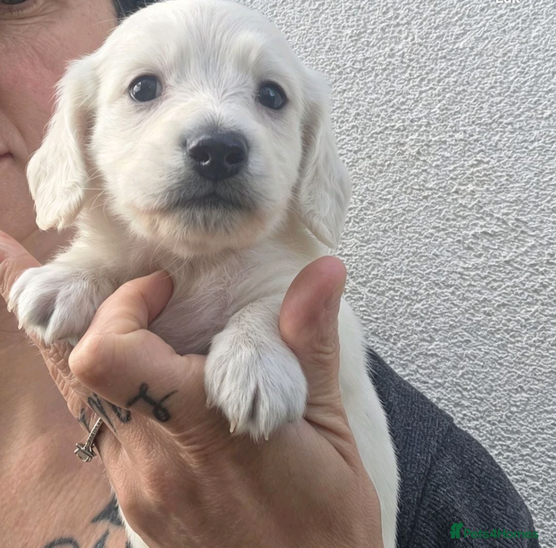 Miniature Dachshund dogs ⭐️ Stunning Clear Cream Miniature Dachshund boys⭐️ - Advert 1