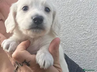 Miniature Dachshund dogs for sale: ⭐️ Stunning Clear Cream Miniature Dachshund boys⭐️ - Advert 1