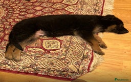 German Shepherd dogs for sale: German Shepherd Pups For Sale - Advert 11
