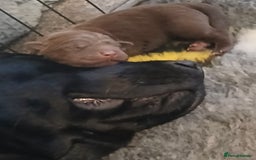 Labrador Retriever dogs for sale: 5 beautiful labrador puppies - Image 14
