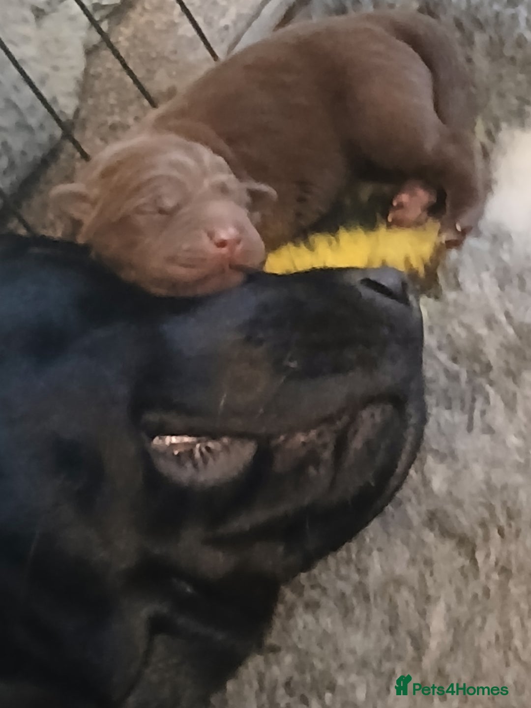 Labrador Retriever dogs for sale: 5 beautiful labrador puppies - Image 14