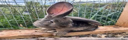 Continental Giant rabbits for sale: Giant conti with giant french lop - Advert 11