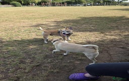 French Bulldog dogs for adoption: FOR ADOPTION - TANGO - BOGNOR REGIS  - Image 7
