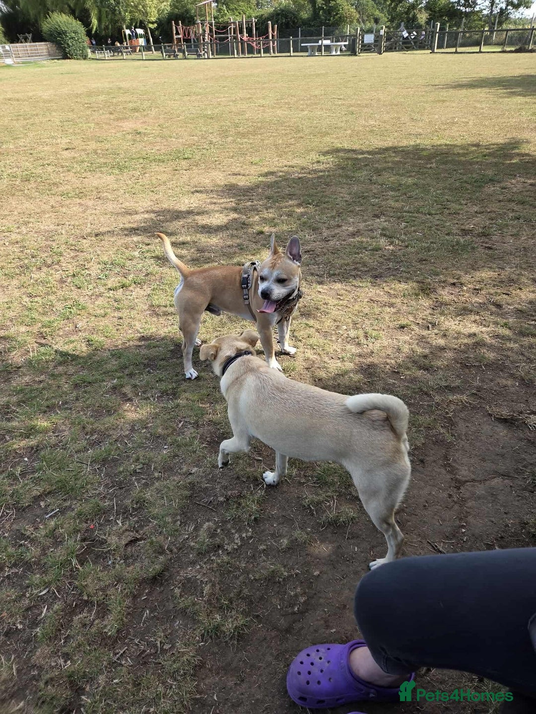 French Bulldog dogs for adoption: FOR ADOPTION - TANGO - BOGNOR REGIS  - Image 7