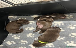 Sprocker dogs for sale: 3 Gorgeous brown sprokers boy puppies  - Image 4